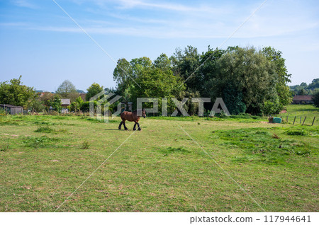 Green meadows and trees in the Pajottenland hills, Flemish Brabant Green meadows and trees in the Pajottenland hills, Flemish Brabant 117944641