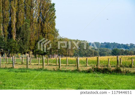 Green fields and meadows at the Flemish countryside in Affligem, Pajottenland, belgium 117944651