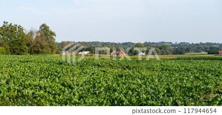 Cabbage and beet agriculture fielda at the Flemish countryside around Affligem, Pajottenland, Belgium Cabbage and beet agriculture fielda at the Flemish countryside around Affligem, Pajottenland, Belgium 117944654