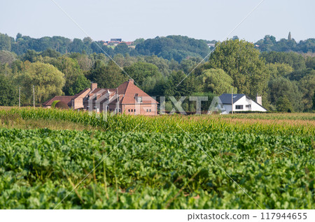 Cabbage and beet agriculture fielda at the Flemish countryside around Affligem, Pajottenland, Belgium 117944655
