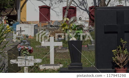 A Walk Through a Tranquil Cemetery with Tombstones 117945298