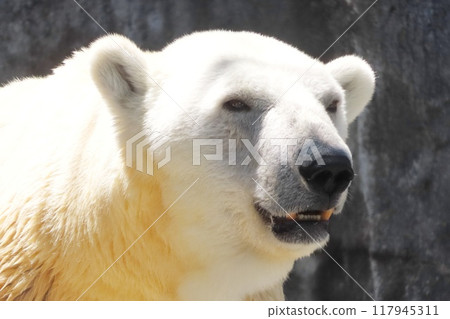 Polar bears 117945311