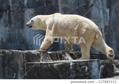 Polar bears Polar bears 117945313