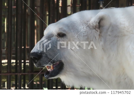Polar bears Polar bears 117945702