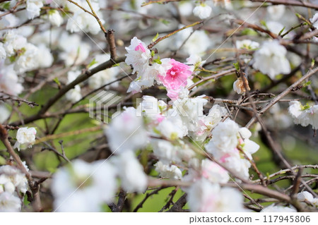 Double-flowered peach blossoms in full bloom Double-flowered peach blossoms in full bloom 117945806