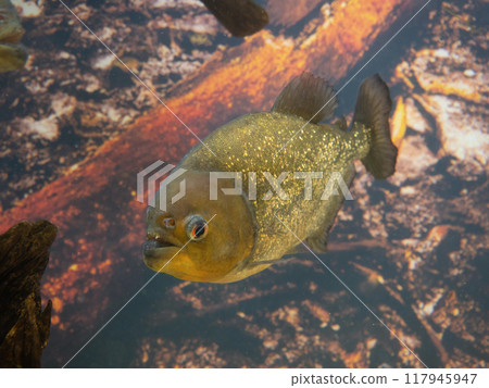 Piranha · Nutley 117945947