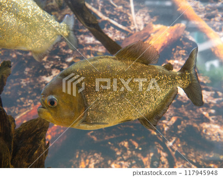 食人魚·努特利 食人魚·努特利 117945948