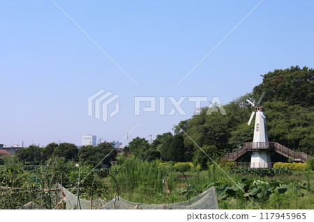 埼玉市北區見沼稻田風景 埼玉市北區見沼稻田風景 117945965