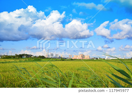 藍天白雲,城市稻田,走向埼玉新都心 藍天白雲,城市稻田,走向埼玉新都心 117945977