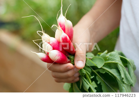 A hand is holding a bunch of ripe long red and white (French breakfast variety) radishes with green leaves in the summer garden. 117946223