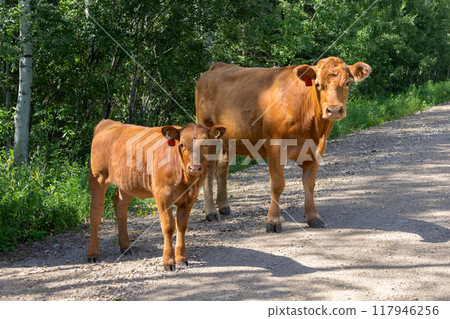 Brown cow and a calf are standing on the rural road in the wood. Brown cow and a calf are standing on the rural road in the wood. 117946256
