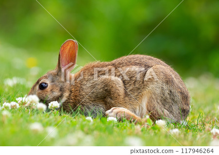 Small and fluffy brown European rabbit is sitting on the lawn and nibbling sweet clover in sunny summer day. Small and fluffy brown European rabbit is sitting on the lawn and nibbling sweet clover in sunny summer day. 117946264