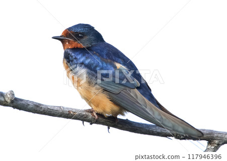 Barn swallow with blue bright feathers is sitting high on a tree branch in the background of blue sky. 117946396