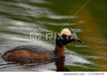 Beautiful bird Horned grebe with yellow feathers is swimming in the calm green water of the pond in summer. 117946397