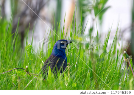 Vibrant blue Common grackle is sitting in green summer grass near the lake and foraging on the ground. Vibrant blue Common grackle is sitting in green summer grass near the lake and foraging on the ground. 117946399