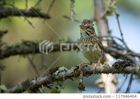 Juvenile Lincoln's sparrow is sitting alerted on the spruce branch in dense forest in summer. Juvenile Lincoln's sparrow is sitting alerted on the spruce branch in dense forest in summer. 117946404