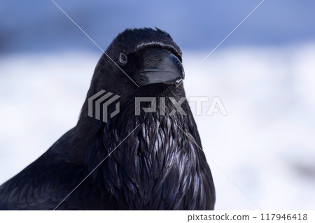 Portrait of a gorgeous black common raven in winter white and blue snowy background. 117946418