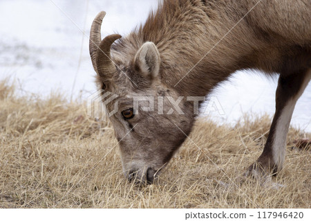 Young male Bighorn with little horns is grazing in dry grass meadow near the lake in early spring. Young male Bighorn with little horns is grazing in dry grass meadow near the lake in early spring. 117946420