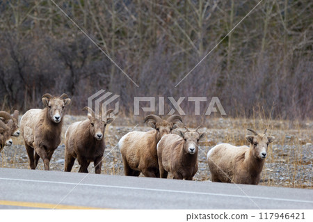 Herd of bighorn sheep is walking along the highway and going to cross it in early spring. Herd of bighorn sheep is walking along the highway and going to cross it in early spring. 117946421