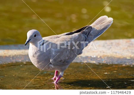 Eurasian collared-dove is standing in water in the puddle afternoon at the hot summer day. Eurasian collared-dove is standing in water in the puddle afternoon at the hot summer day. 117946429