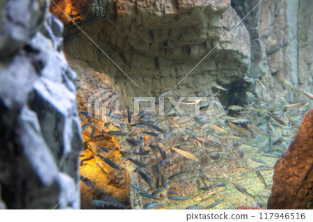 沙丁魚與鳳尾魚群 海遊館 沙丁魚與鳳尾魚群 海遊館 117946516