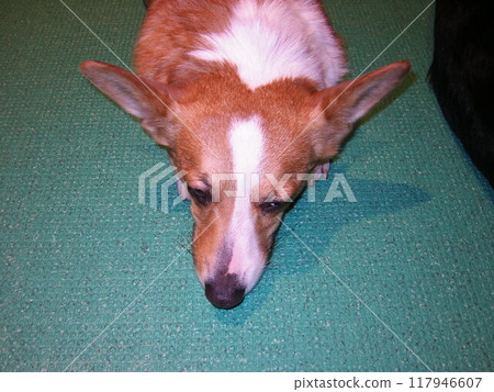 Ikebukuro Dog and Cat Interaction 117946607