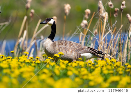 Beautiful scene near the lake of a Canada goose standing in green grass and blooming yellow dandelions in spring. 117946646