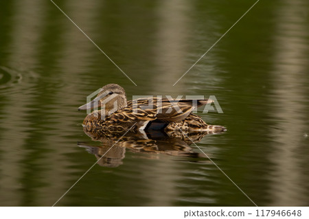 Beautiful female Green-winged teal is resting on the water of the lake in summer. Beautiful female Green-winged teal is resting on the water of the lake in summer. 117946648