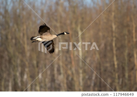 One Canada goose is flying over the bare spring trees in solitude during migration. 117946649