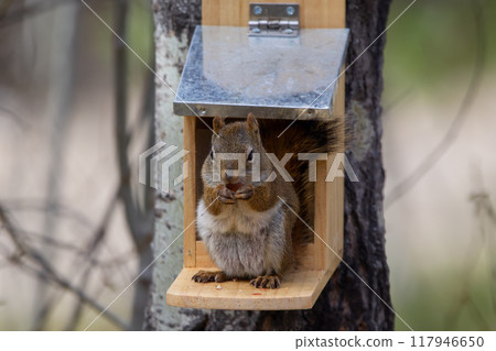 American red squirrel is sitting on the feeder on the tree and eating peanuts in springtime. 117946650