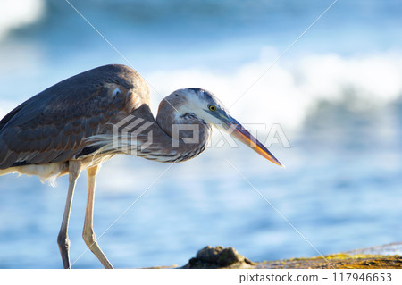 Great blue heron is standing on the rock in the ocean coastline and fishing in a sunny day, blue sea and waves on the background. Great blue heron is standing on the rock in the ocean coastline and fishing in a sunny day, blue sea and waves on the background. 117946653