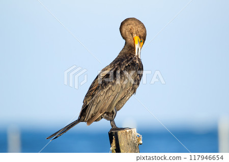 Double-crested cormorant is perched on a wooden pole and preening in the beach of the ocean, blue water and sky background. 117946654