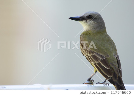 Tropical kingbird is perched on the fence, profile view, gray background. Tropical kingbird is perched on the fence, profile view, gray background. 117946660