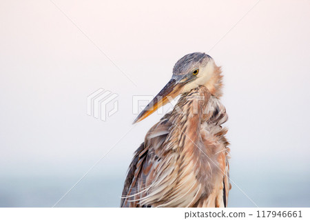 Portrait of a Great blue heron in the evening time before sunset, windy day, pink sky on the background. Portrait of a Great blue heron in the evening time before sunset, windy day, pink sky on the background. 117946661