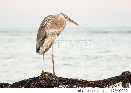 Great blue heron is standing on the rock in the ocean coastline and fishing in a sunny day, blue sea and waves on the background. Great blue heron is standing on the rock in the ocean coastline and fishing in a sunny day, blue sea and waves on the background. 117946662