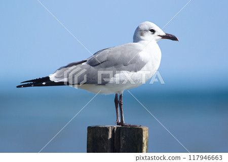 Non-breeding Laughing gull in pale plumage is standing on the wooden pole at the beach of the ocean, blue water and the sky on the background. Non-breeding Laughing gull in pale plumage is standing on the wooden pole at the beach of the ocean, blue water and the sky on the background. 117946663