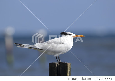 Royal tern in non-breeding plumage is perched on the wooden pole on the beach of the ocean in tropics. Blue sea and the sky on the background. 117946664