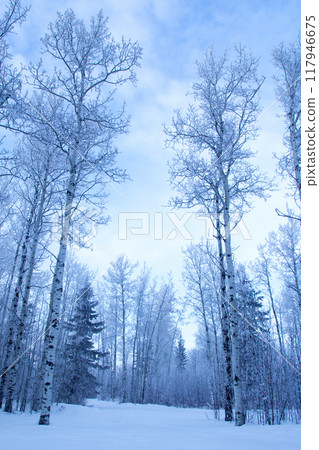 Winter morning in the woodland, high poplar trees and firs are in hoarfrost and the blue cold sky. Winter morning in the woodland, high poplar trees and firs are in hoarfrost and the blue cold sky. 117946675