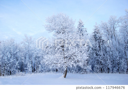 Big pine tree in hoarfrost in the middle of the valley in the forest covered with snow. 117946676