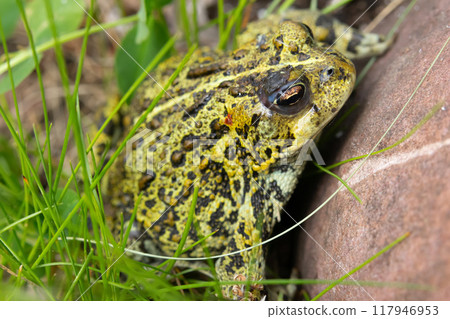 Boreal toad is sitting in grass at the rock in the summer garden. 117946953