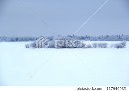 Wonderful winter landscape photography of the white snowy field and the bush in the middle covered with snow, forest in the background, blue sky. 117946985