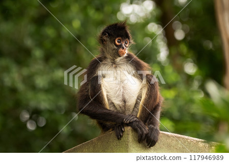 Cute Yucatan spider monkey is sitting on the roof of the building in the shade of trees and looking serious or concerned. 117946989