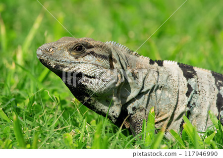 Mexican (or western) spiny-tailed iguana, or stenosaura pectinata, is looking from the grass in a sunny day. Mexico. 117946990