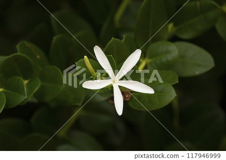 One white fragrant flower of Carissa macrocarpa or Natal plum on the branch with green leaves. 117946999