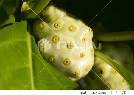 Morinda citrifolia or Noni white ripe fruit growing on the tree in the forest, green foliage. 117947001