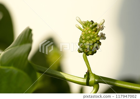 Young unripe green Noni fruit with white blossom growing on the branch of the tropical bush with foliage. 117947002