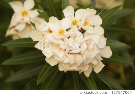 Bright summer photo of peach colored oleander bloom with green foliage. Bright summer photo of peach colored oleander bloom with green foliage. 117947004
