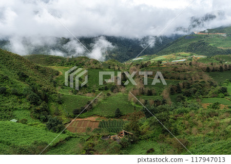 Sapa Green Tea Plantation View Sapa Green Tea Plantation View 117947013