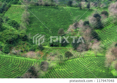 Sapa Green Tea Farm 117947048