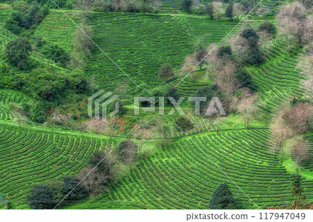Sapa Green Tea Farm 117947049